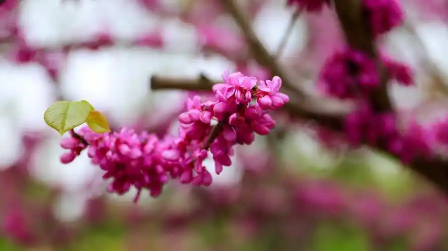 融创城溪郡春景图