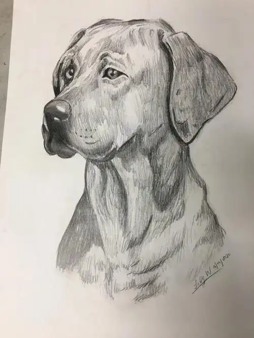 乐艺美术课堂学生训练作品素描水粉