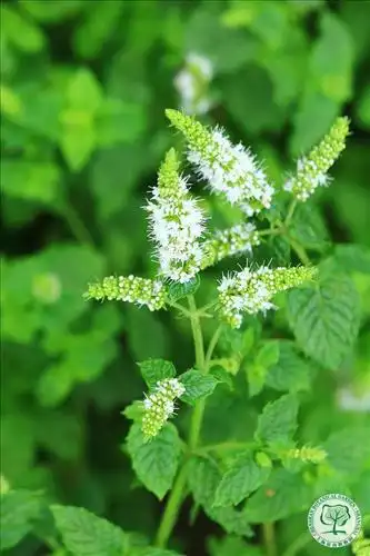 分类 名称 描述 分布      皱叶留兰香mentha crispata  中文植物志