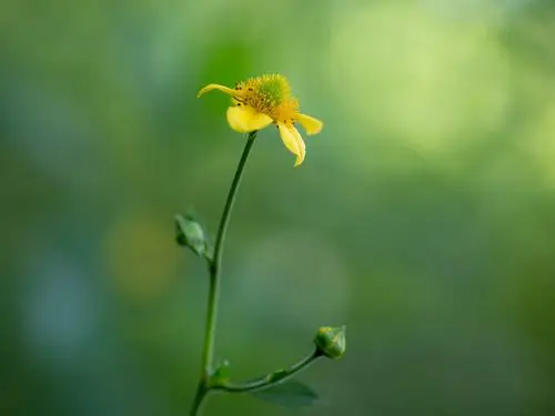 花朵,护眼,花未眠,绿色,清新,植物,唯美,一朵花,masarukuroda,风景