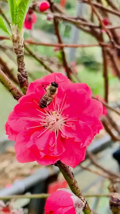 财运福运桃花运好运连连