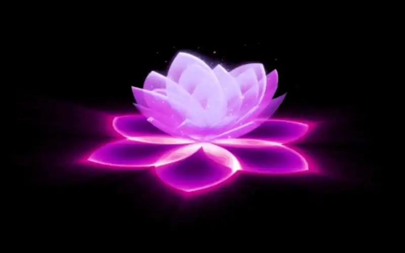 紫色莲花特效(ae制作)