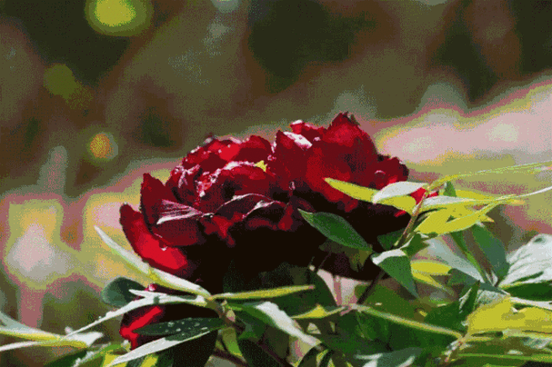 公司动态_南国牡丹园|桂阳县东泰农业开发有限公司|桂阳牡丹|郴州