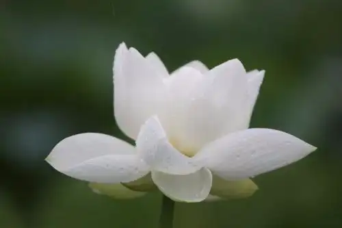 故此,有些佛教信徒也会推崇佩戴白莲花佛串,寓意和佛祖靠近.