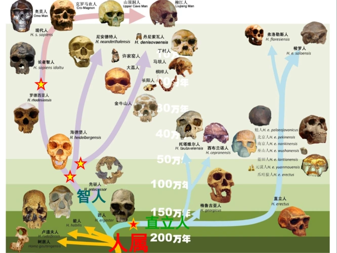 首先明确一点,现在所谓的黑人,白人,黄种人和棕种人只是皮肤不同