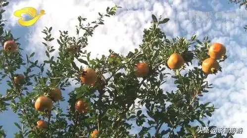 下冶镇官窑村农旅融合振乡村