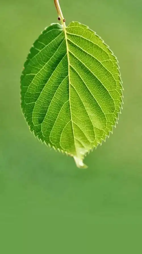 高清壁纸植物花卉治愈养眼小清新唯美