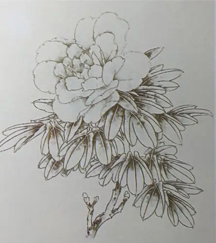 牡丹写生钢(铅)笔画参考