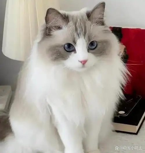 公认"无攻击性"的6种猫,不会咬人,有娃家庭也适合养!