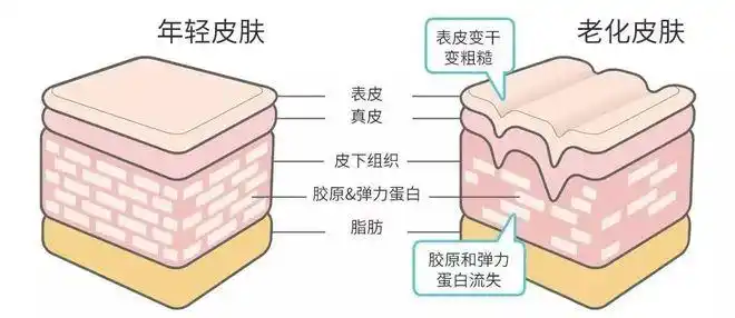 苹果肌|皮下|笑肌|软组织|肌肉_网易订阅