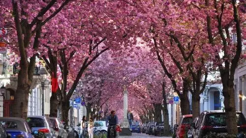 每到4月中下旬,路两侧樱花烂漫,落英缤纷,加上街道两边的建筑,被称为