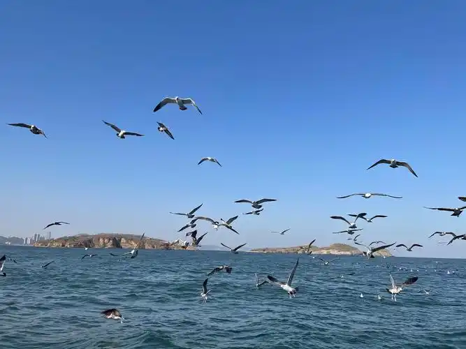 海鸥和蓝天治愈的蓝天治愈的大海