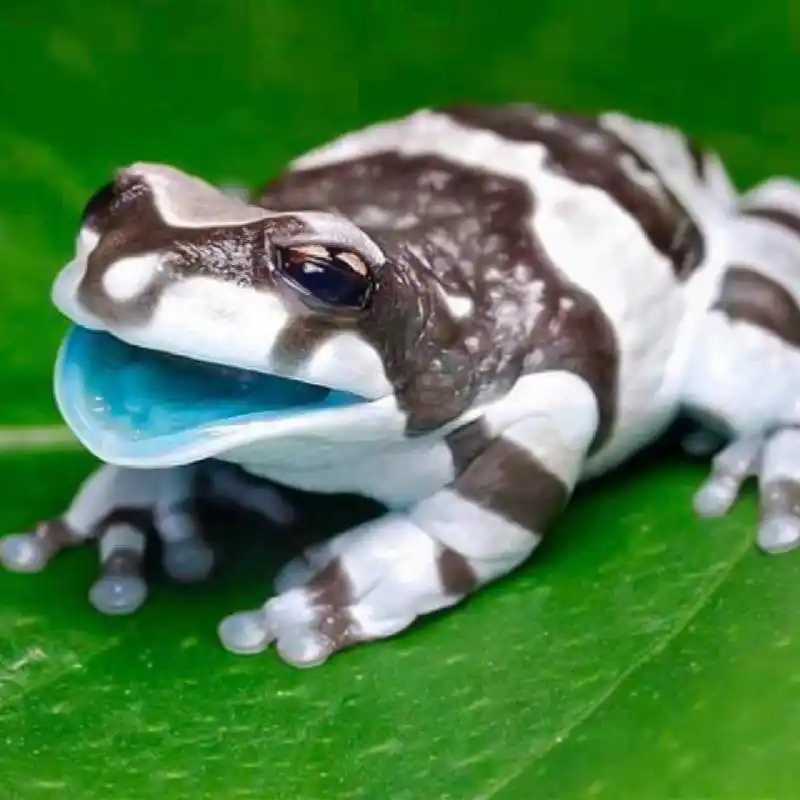 神奇生物图鉴|奶蛙 生物名:牛奶树蛙,蓝奶蛙 外文名:trachycephalus