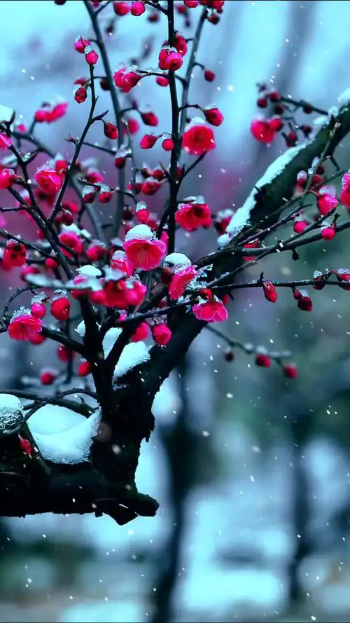 雪景美如画#愿所有的美好和期待都能如约而至#梅花香自苦寒来