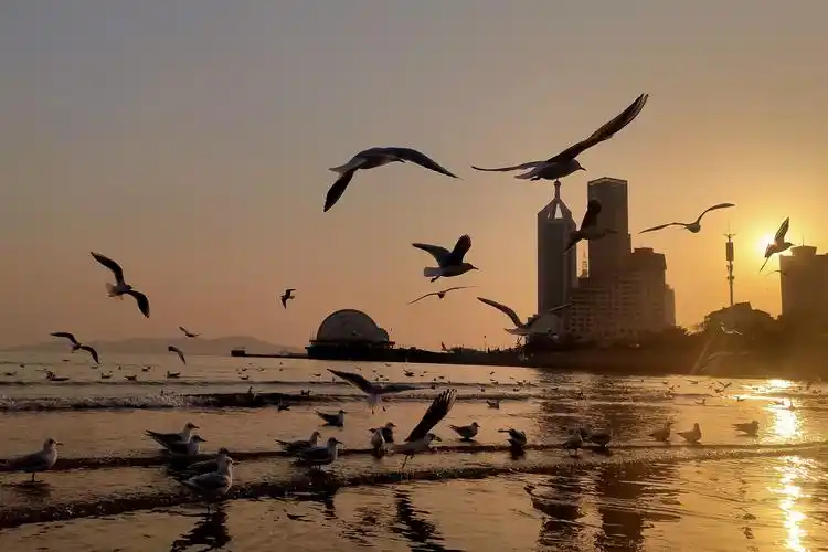 原来青岛冬天可以这么美,美女与海鸥共舞!