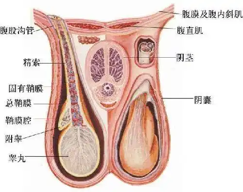 男性睾丸温度低正常吗