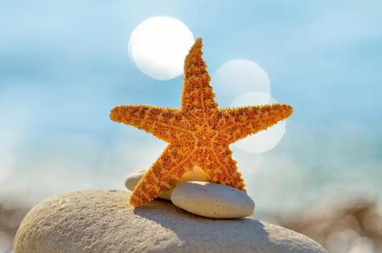 海滩上的海星,作为夏季背景在海滩上的海星