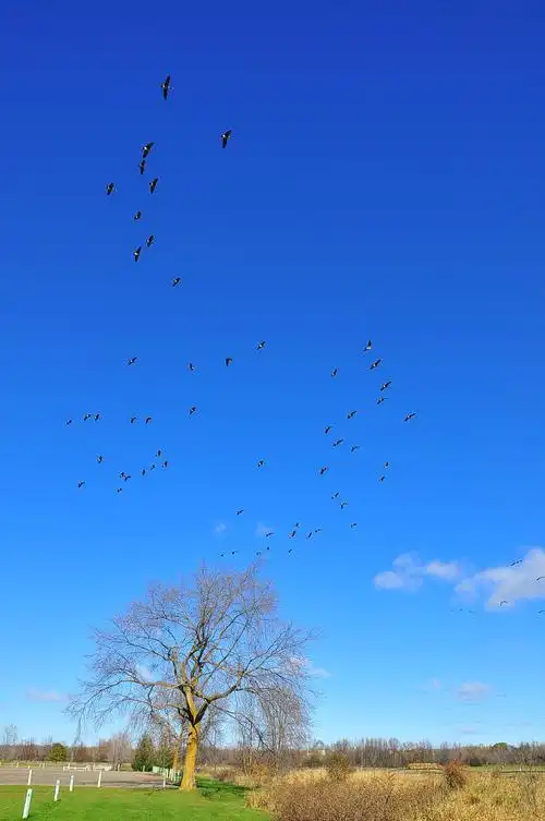 可爱的胖鹅满天飞