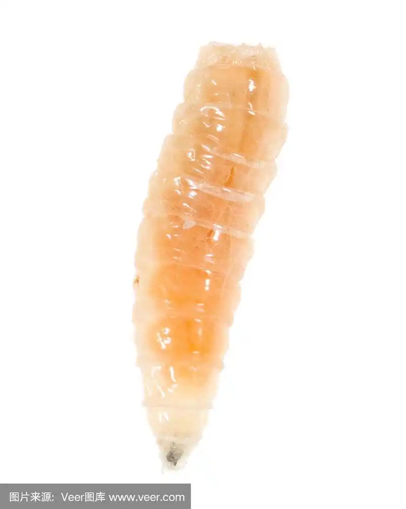 蠕虫,白色背景,蛆,白色,哈萨克斯坦