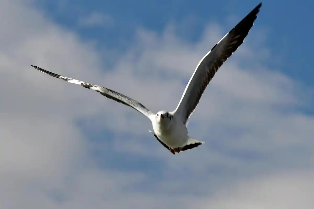 海鸥空中飞翔姿态#动物世界 #抓拍精彩瞬间 #鸟类摄影  - 抖音