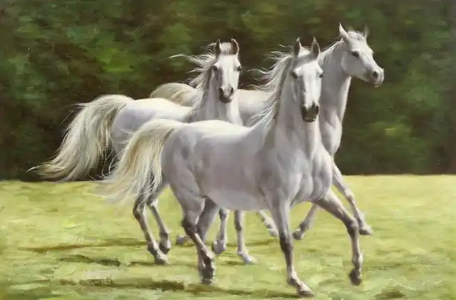 马年骏马图200幅  wbr>  wbr>高清晰黑马白马图像