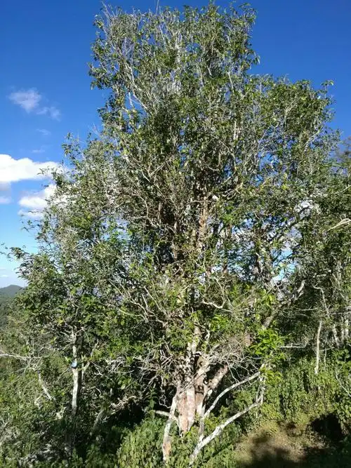 沧源县怕拍村千年古茶树