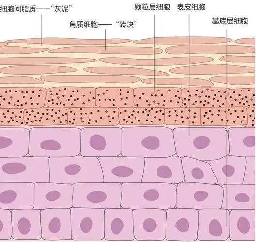狭义的皮肤屏障指物理屏障,尤其指角质层的物理性或者机械系屏障结构