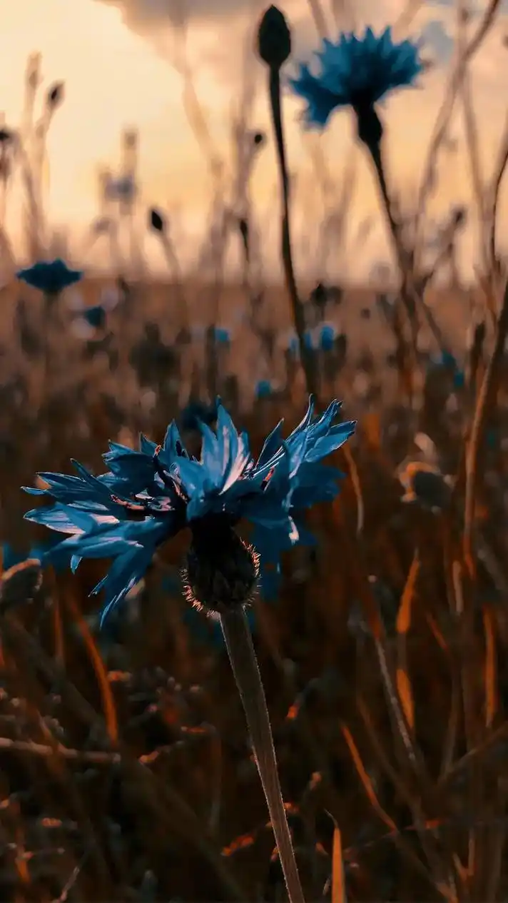 幸无所爱何惧山海#治愈系风景 #唯美意境 #七兮壁纸 - 抖音