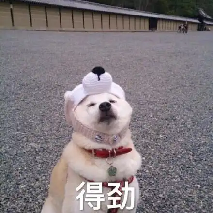 萌宠汪星人得劲给力搞怪逗gif动图_动态图_表情包下载_soogif