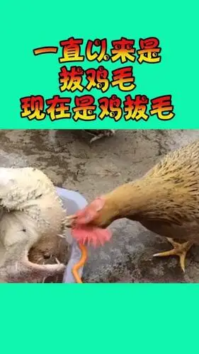 我要上热门#拔鸡毛.鸡拔毛,省事