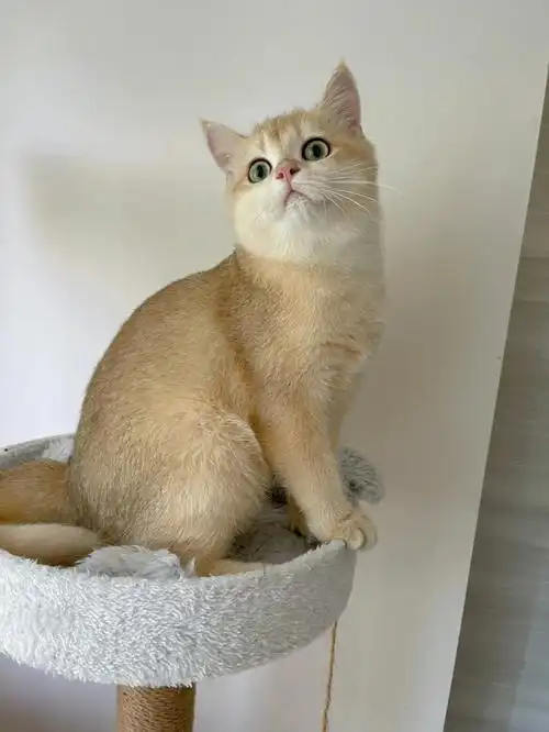 宁波英短金渐层猫咪