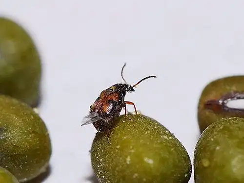 展开全部 这个是豆象