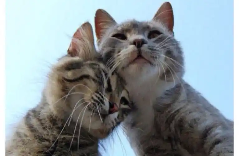 情人节秀恩爱 - 堆糖,美图壁纸兴趣社区