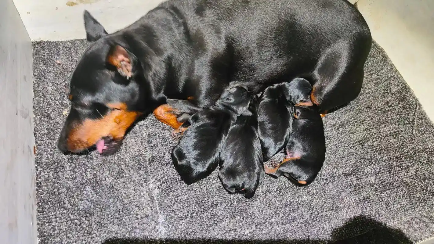 狗生愉快,好好对待.2022年春季繁殖自此告一段落.四只小 - 抖音