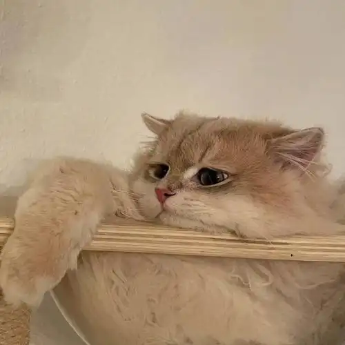 修勾修猫头像合集(不定时更新)