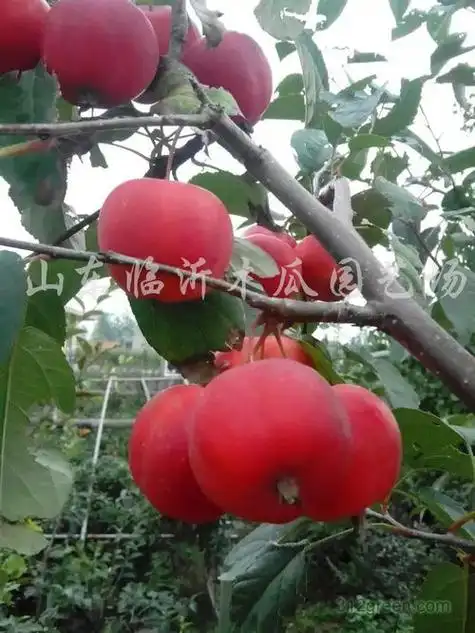 贵人果海棠果子能吃吗,贵人果海棠盆栽怎么养_竞价网