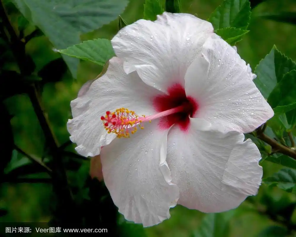 美丽的白色木槿花