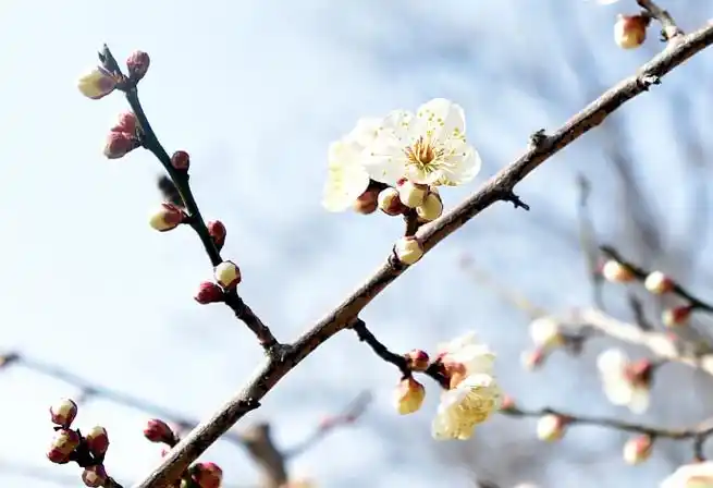 #瘦西湖梅花迎春开#