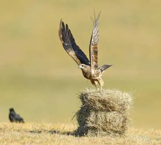 雄鹰展翅(一组黑耳鸢腾空的精彩瞬间)