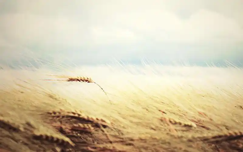 阳光下的小草地清新自然桌面壁纸