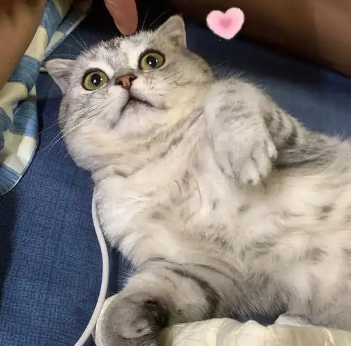 想问一下老姐妹们这到底是个啥猫,银渐层不是银渐层,虎斑不是虎斑的