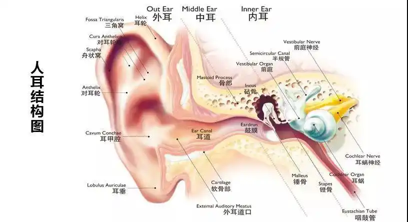 孙主任介绍了爱耳日的意义,让大家通过观看耳朵解剖图,讲解耳朵的构造