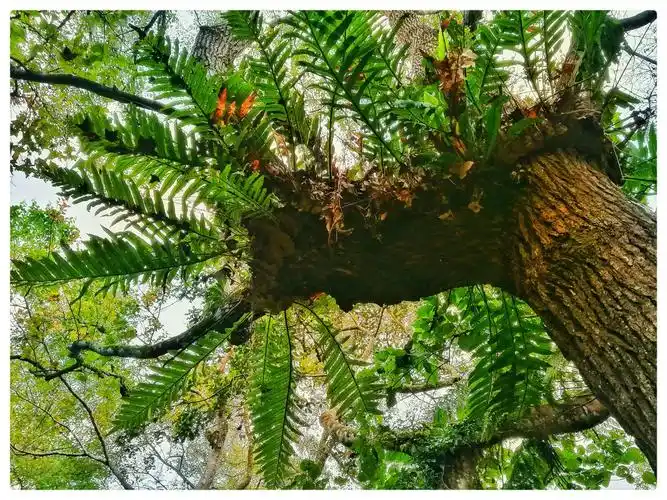 寄生在树上的植物.