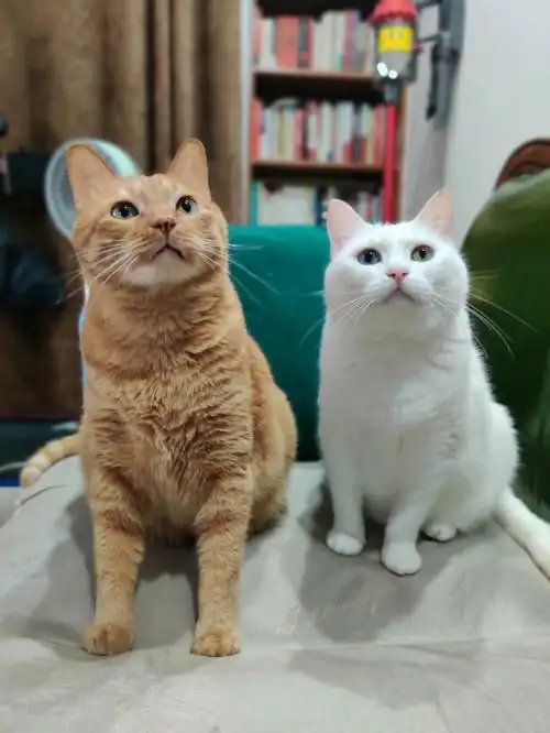 橘猫  #白猫