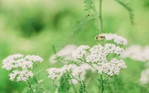 小清新护眼植物写真,高清图片,电脑桌面-壁纸族