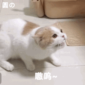 可爱的猫咪动图表情包