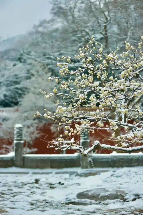 雪绘金陵,美翻了!_紫金山_登山_南京