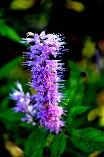 百草园暑湿之特效药香薷