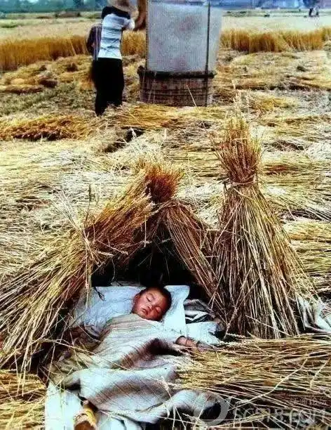 回忆80年代的农村的生活