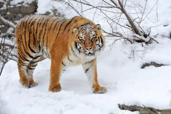 虎啸长白山可怕老爷岭的东北虎居然把虎女郎吃了